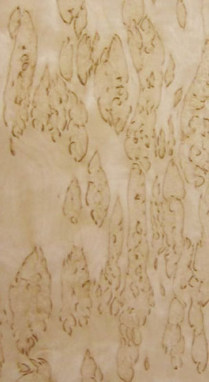 Korelian Birch Burl Image