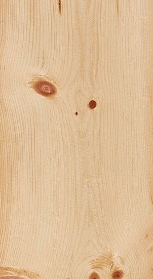 Mountain Pine (Zirbe) Image